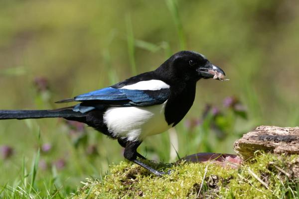 Different Types of Bird Beaks - Omnivorous bird beaks