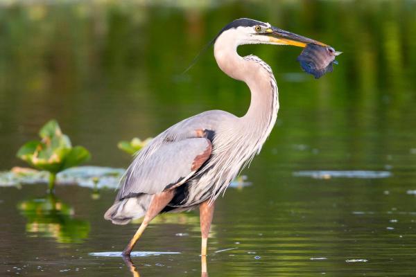 Different Types of Bird Beaks - Piscivorous bird beaks