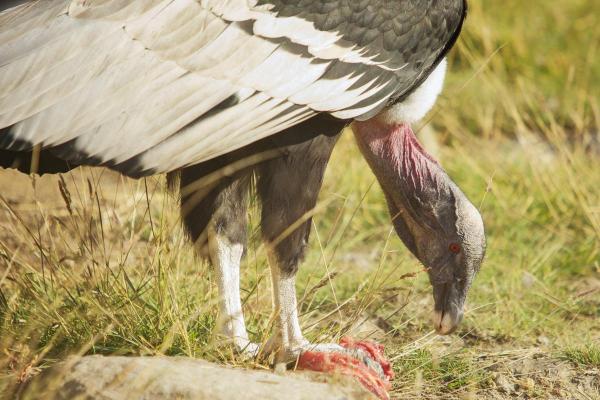 Different Types of Bird Beaks - Scavenger bird beaks