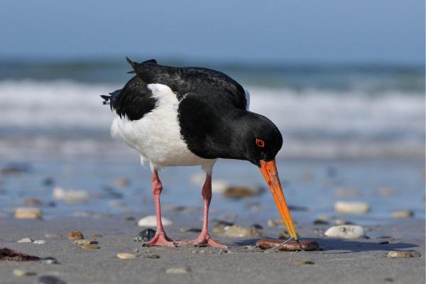 Different Types of Bird Beaks - Wading bird beaks