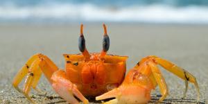 Are Crabs Vertebrates or Invertebrates?