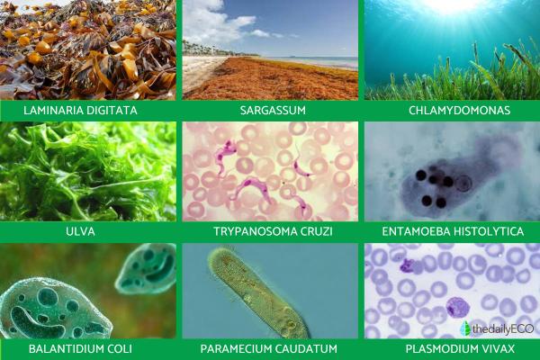 protista examples