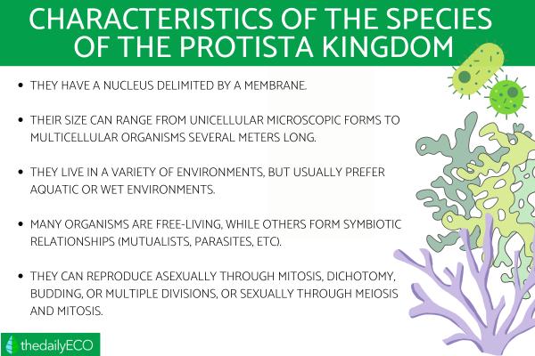 protista species live in