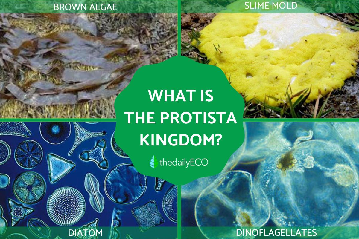 Protista Voorbeelden Protista Voorbeelden