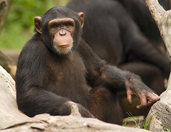 How Similar Are Humans and Chimpanzees? - Cognitive abilities and tool use