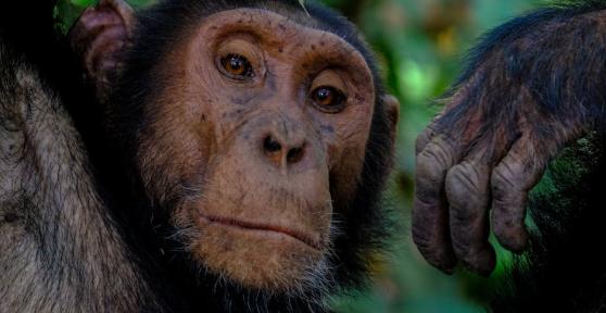 How Similar Are Humans and Chimpanzees?