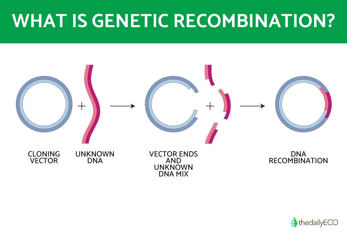 What is Genetic Recombination?