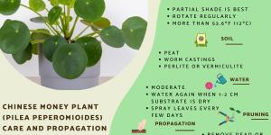 Chinese Money Plant Care and Propagation