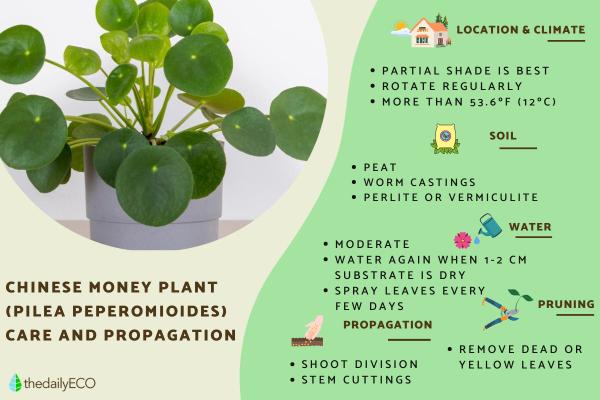 Chinese Money Plant Care and Propagation