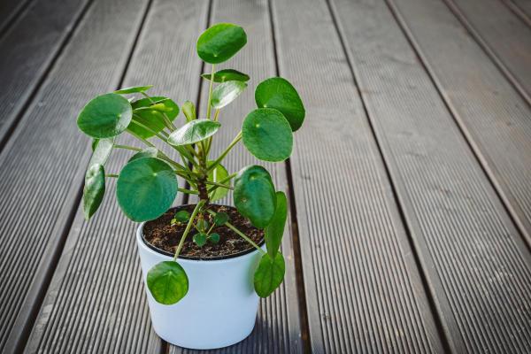 Chinese Money Plant Care and Propagation - Chinese money plant characteristics