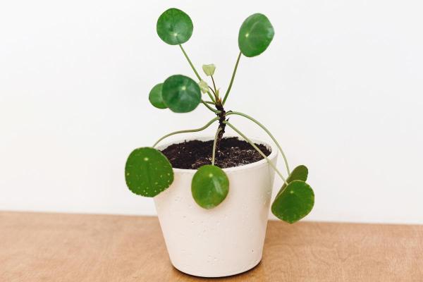 Chinese Money Plant Care and Propagation - Chinese money plant propagation