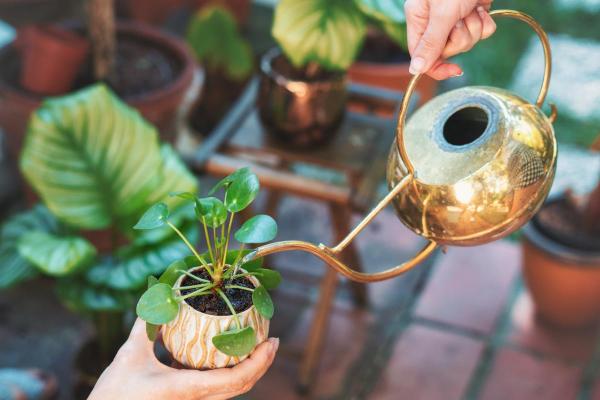 Chinese Money Plant Care and Propagation - Watering Chinese money plants