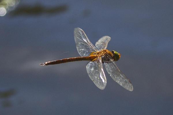 Fun Facts About Dragonflies - They are flight experts