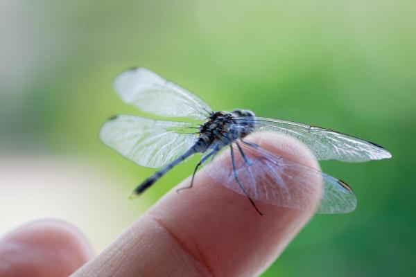 Fun Facts About Dragonflies - They are harmless to humans