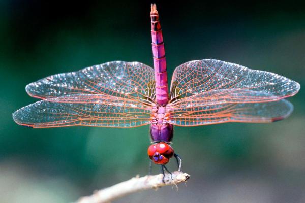 Fun Facts About Dragonflies - They are older than the dinosaurs