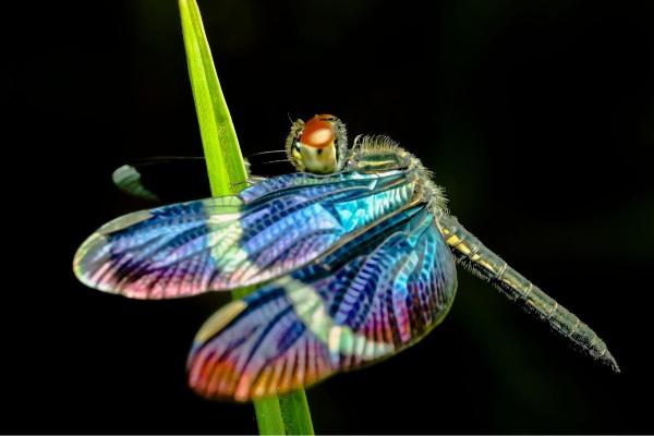 Fun Facts About Dragonflies - They are quite diverse
