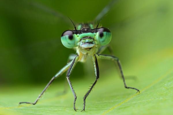 Fun Facts About Dragonflies - They have nearly all-seeing eyes
