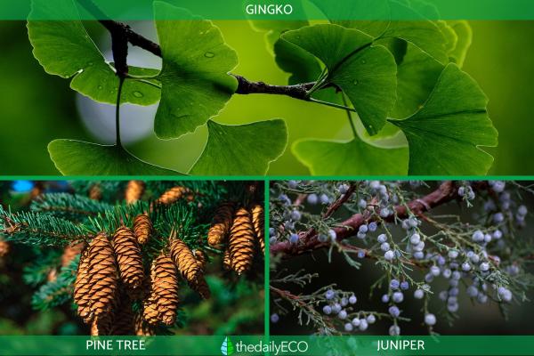 The Difference Between Angiosperm and Gymnosperm Plants - Examples of gymnosperm plants