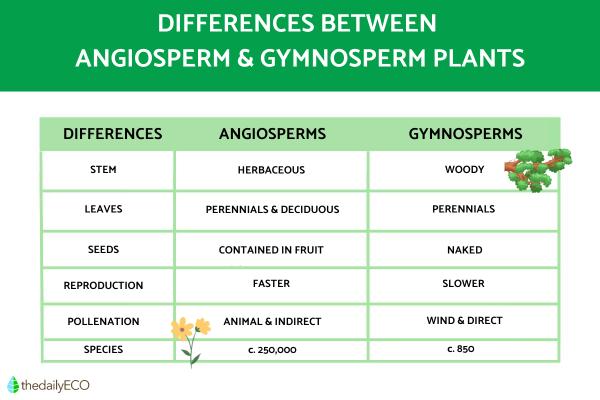 The Difference Between Angiosperm and Gymnosperm Plants - Summary of the differences between angiosperm and gymnosperm plants