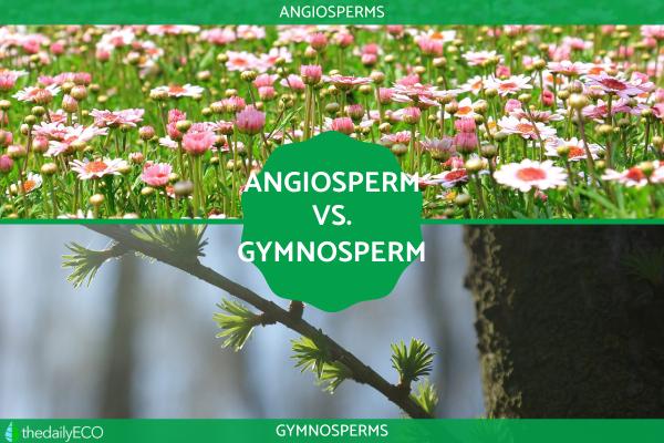 The Difference Between Angiosperm and Gymnosperm Plants