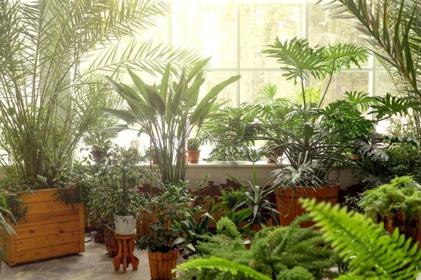 What Is the Biophilia Hypothesis? - Applications of biophilia