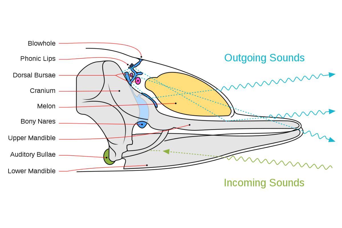 Echolocation Animals, Types, and Amazing Facts