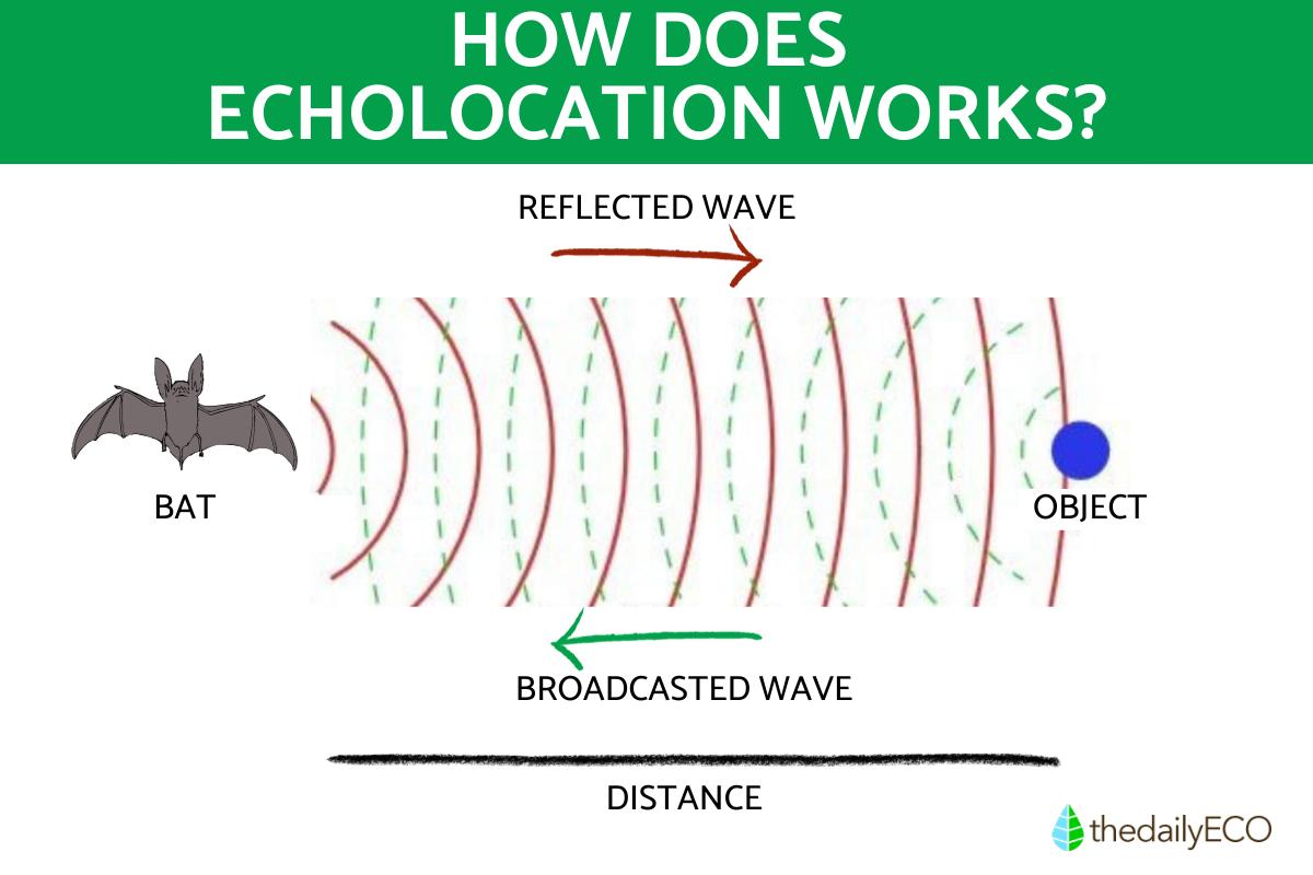 Echolocation - Animals, Types, and Amazing Facts