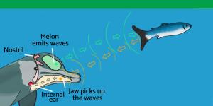 What Is Echolocation and What Animals Use It?