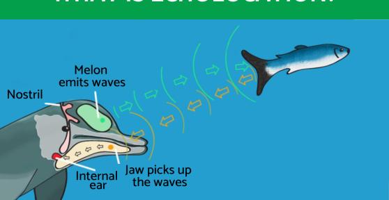 What Is Echolocation and What Animals Use It?