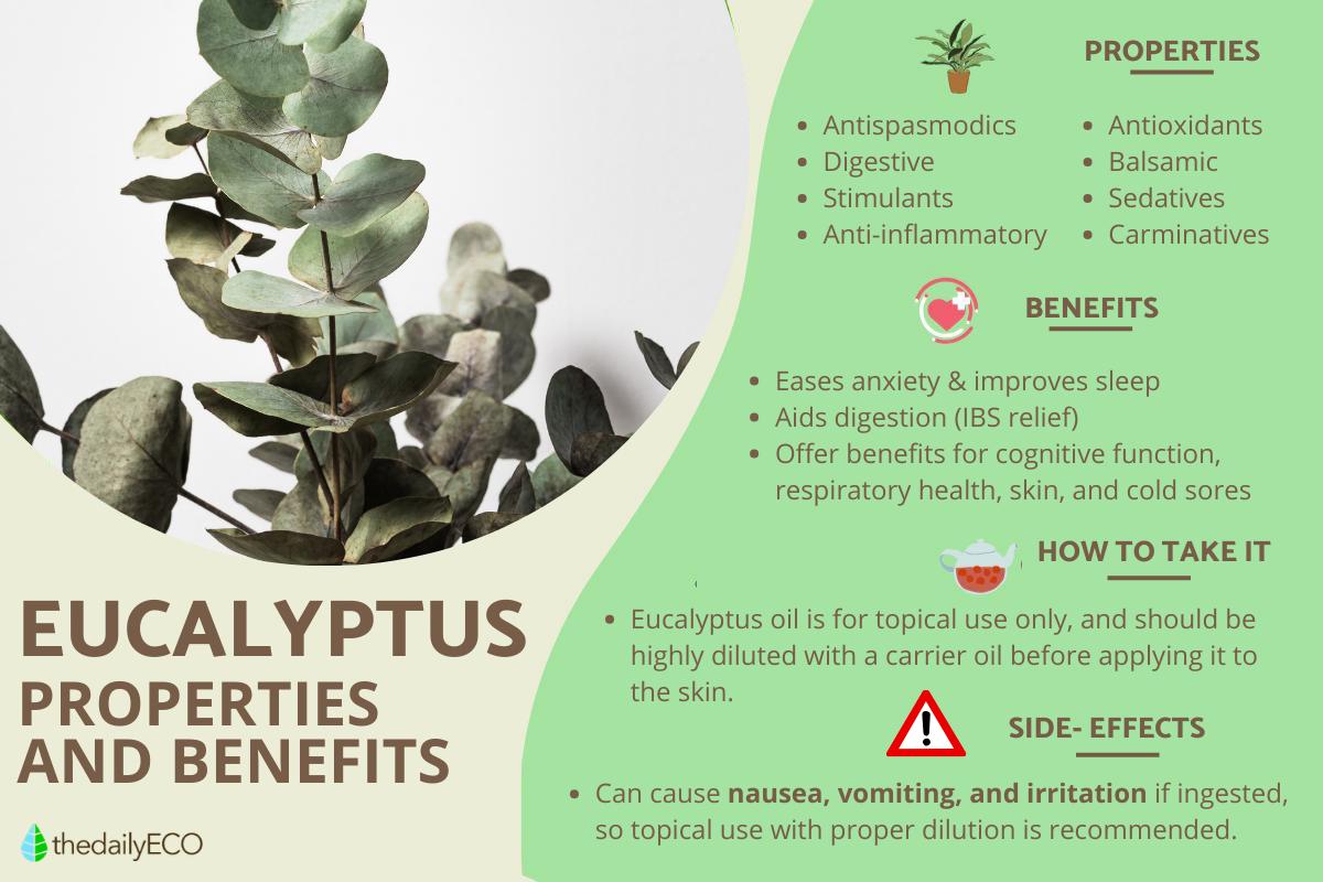 Eucalyptus - Properties, Benefits, Uses and Contraindications