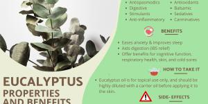 Eucalyptus - Properties, Uses and Contraindications