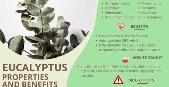 Eucalyptus - Properties, Uses and Contraindications