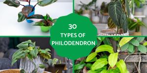 Types of Philodendron With Pictures