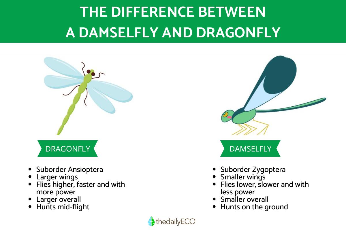 Difference Between a Damselfly and Dragonfly