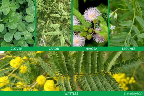 types of compound leaves