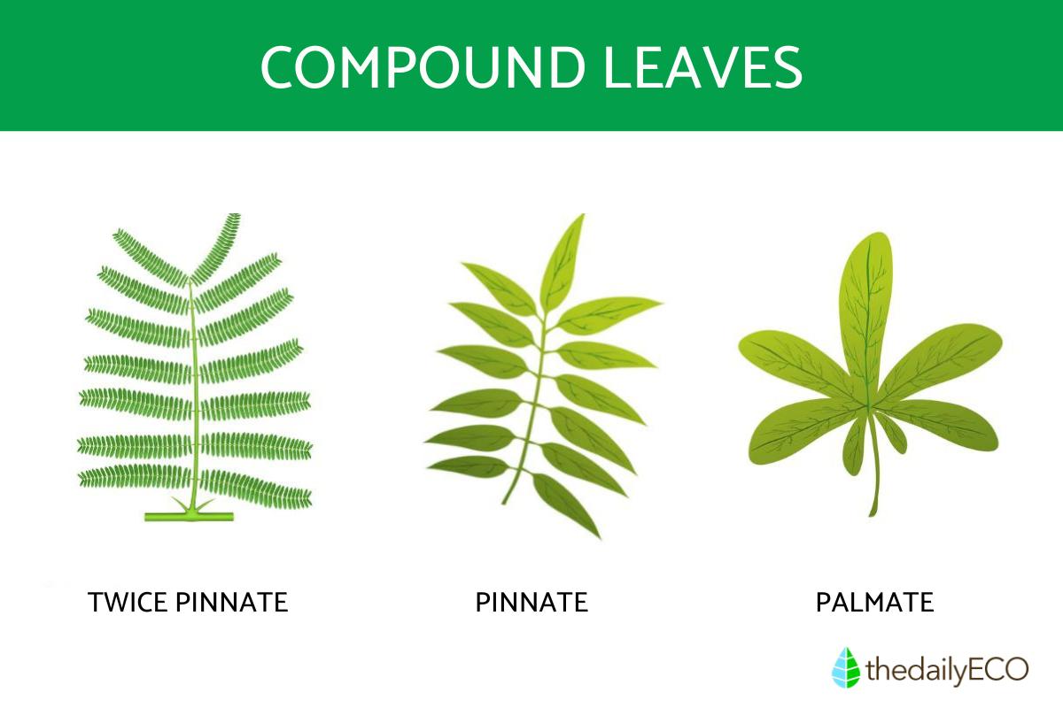 Compound Leaves Definition Types And Examples