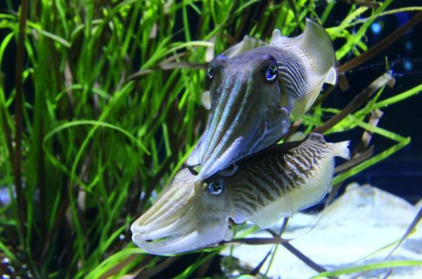 Healthy Seagrass Forms Underwater Meadows That Harbor Diverse Marine Life