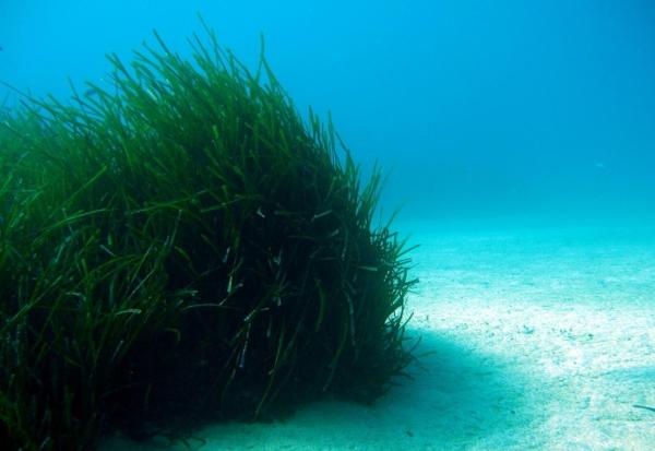 Seagrass Beds or Seagrass Meadows: Importance, Main Features and Fauna