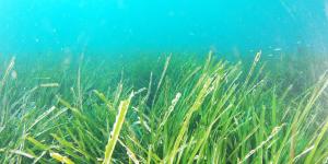 What are Seagrass Beds or Seagrass Meadows?