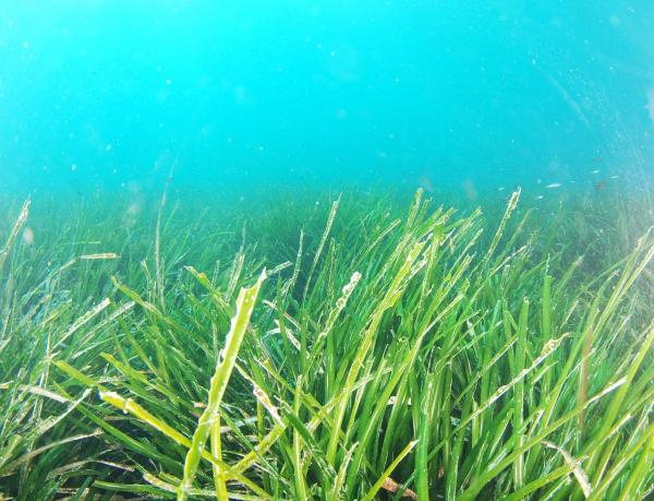 What are Seagrass Beds or Seagrass Meadows?