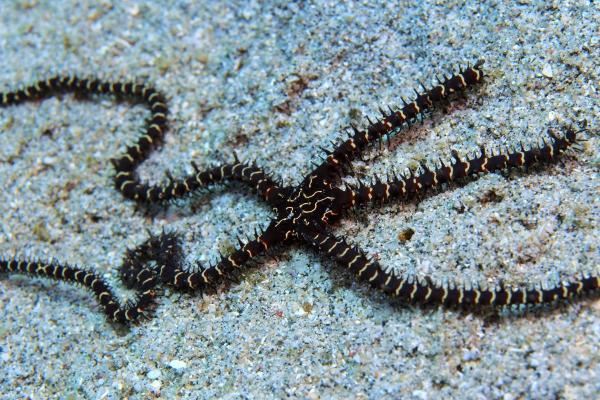 What Are Brittle Stars? - What are brittle stars?