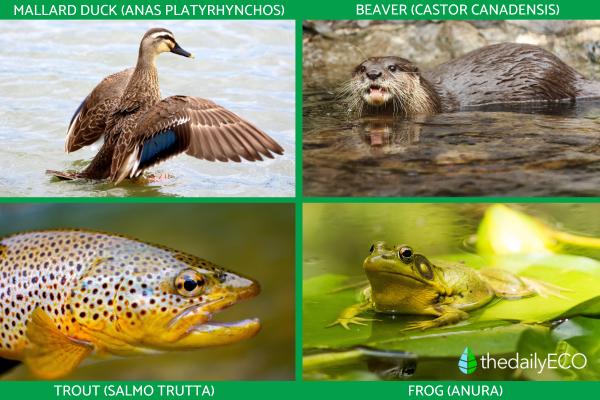 What Is a Riverbank? Definition and Types - Fauna of the riverbank