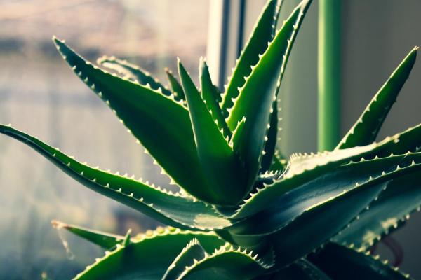 Best Living Room Indoor Plants - Aloe vera