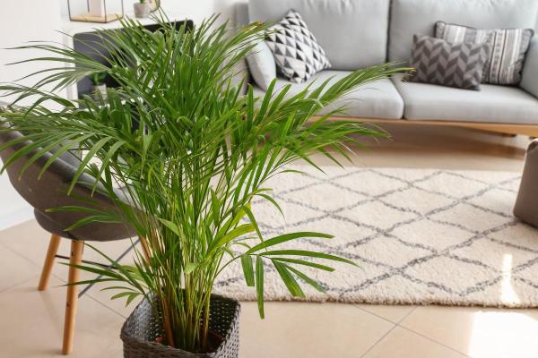 Best Living Room Indoor Plants - Areca palm (Dypsis lutescens)