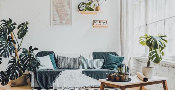 Best Living Room Indoor Plants
