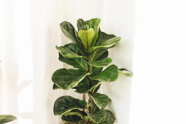 Best Living Room Indoor Plants - Fiddle-leaf fig (Ficus lyrata)