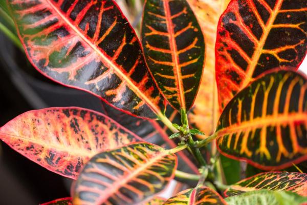 Best Living Room Indoor Plants - Fire croton (Codiaeum variegatum)