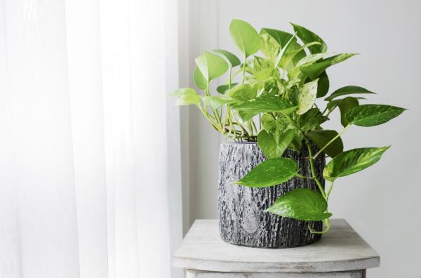 Best Living Room Indoor Plants - Golden pothos (Epipremnum aureum)