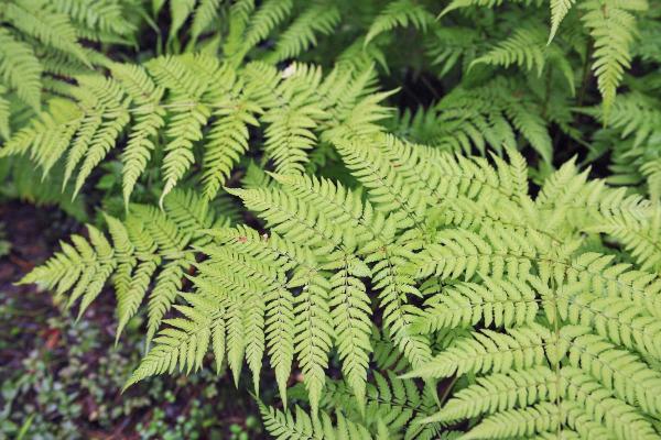 Best Living Room Indoor Plants - Male fern (Dryopteris filix-mas) 