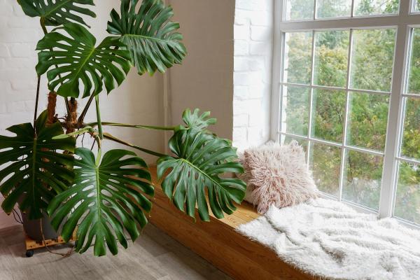 Best Living Room Indoor Plants - Monstera 